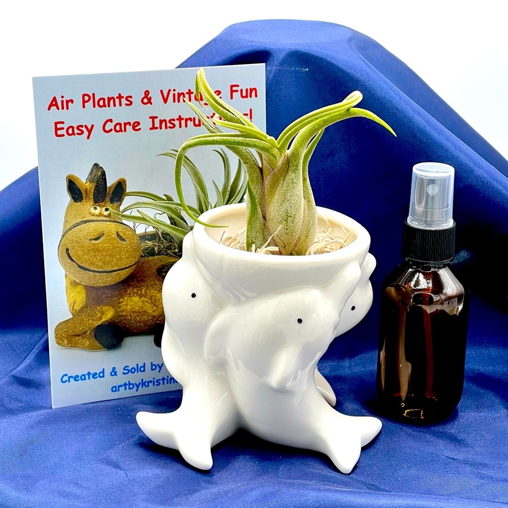 DOLPHINS Planter Air Plant Set - Spanish Moss Fine Mist Sprayer FREE Air Plant